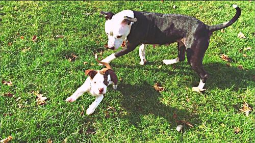 Dog grazing on grassy field