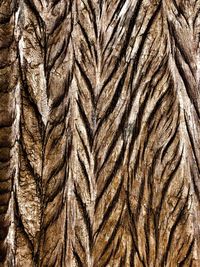 Full frame shot of tree trunk
