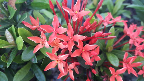 Close-up of red flowering plants