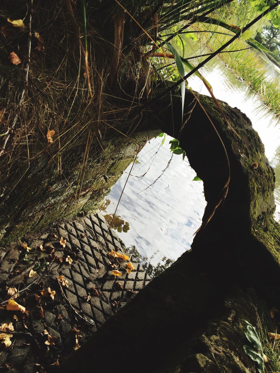 REFLECTION OF TREE ON WATER