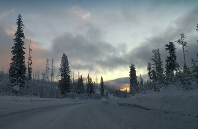 Road amidst trees against sky during winter