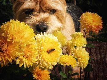 Close-up of yellow flowers