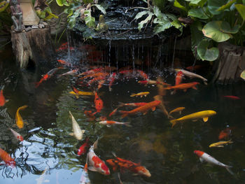 Fish swimming in lake