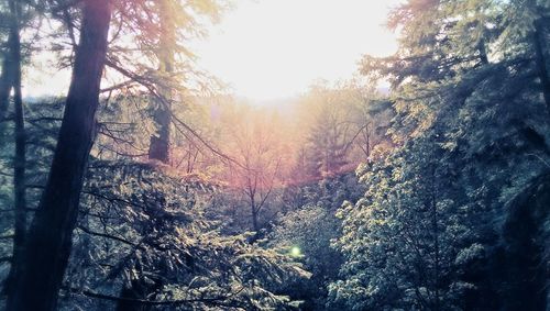 Trees in forest