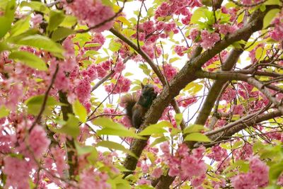 Low angle view of pink flowers