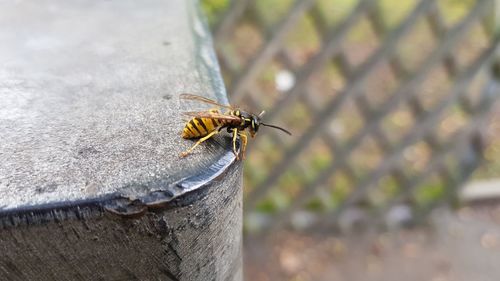 Close-up of insect