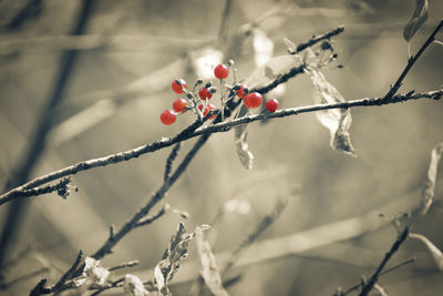 Close-up of red berries on tree