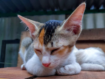 Close-up of cat sleeping