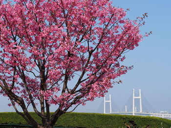 Sakura and yokohama bay bridge