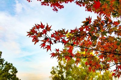 Low angle view of maple tree