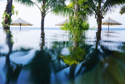 Palm trees by swimming pool against sky