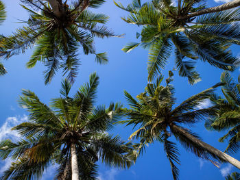 Low angle view of palm trees against clear blue sky