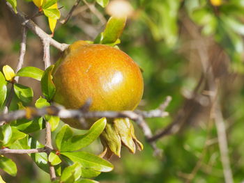 Close-up of fruit growing on tree