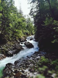 Scenic view of waterfall in forest