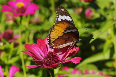 Butterfly on pink flower