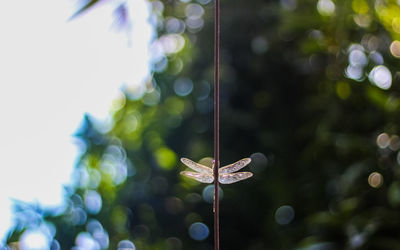 Low angle view of plant leaves