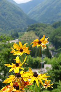 Close-up of yellow flowering plant