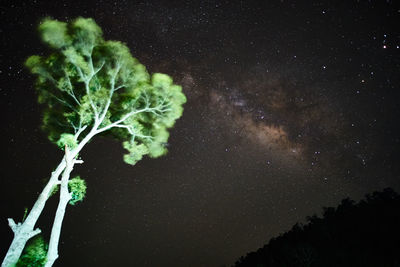 Full frame shot of trees at night