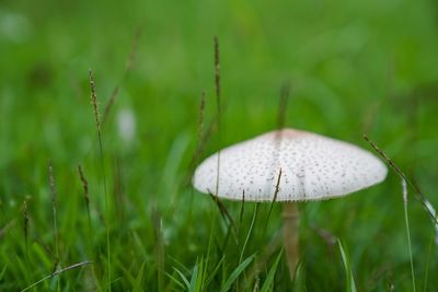 Close-up of mushroom growing on field