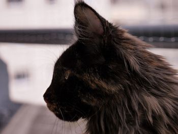 Close-up of a cat looking away