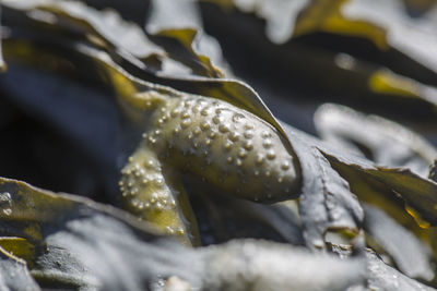 Close-up of wet plant