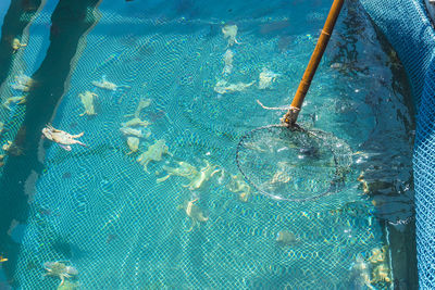 High angle view of turtle swimming in pool