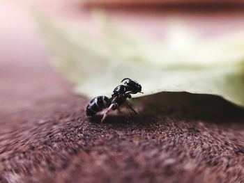 Close-up of insect