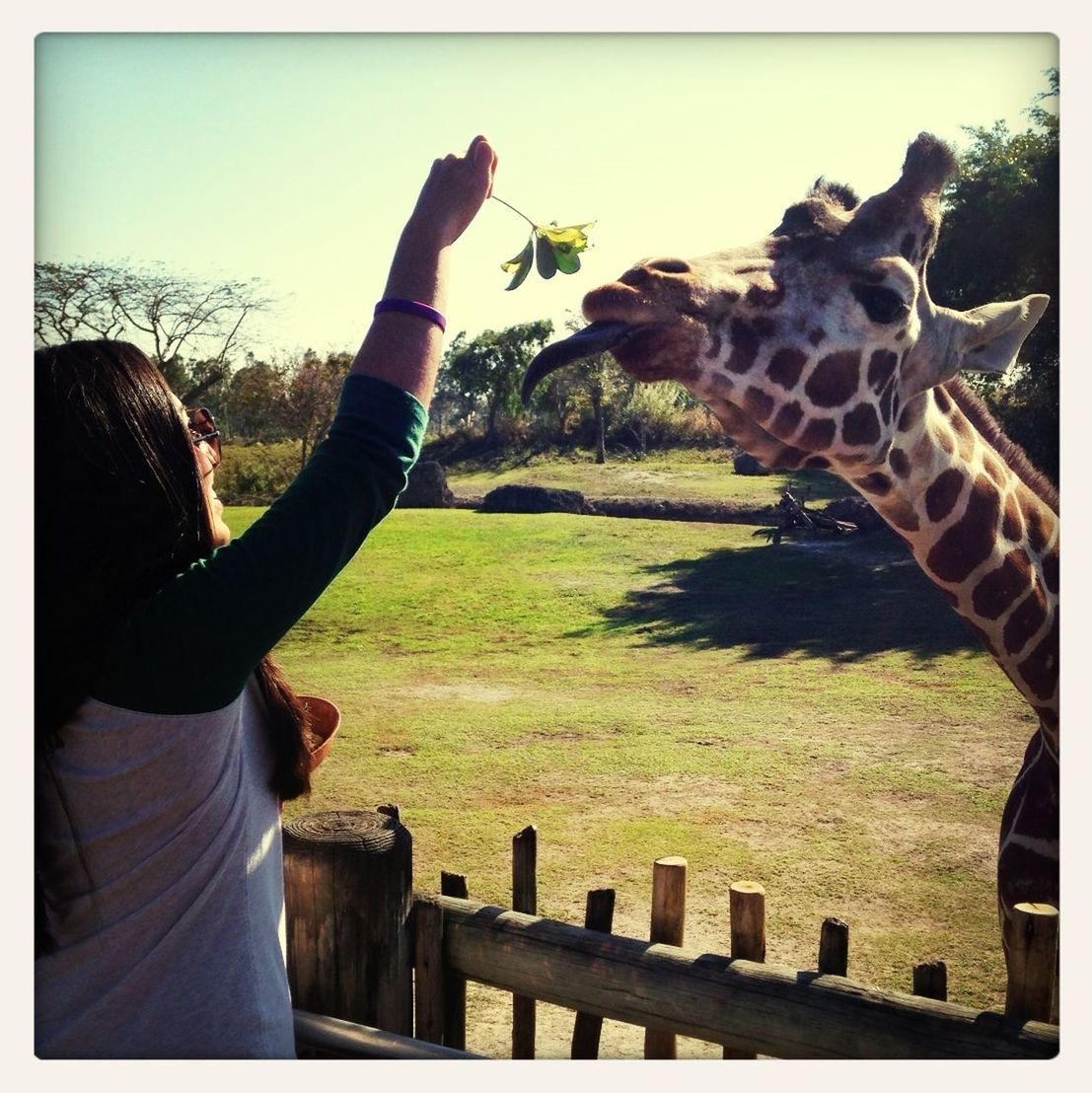 Zoo Miami- African Elephants