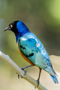 Close-up of bird perching on a tree