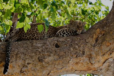 Low-angle shot of a leopard in a tree 