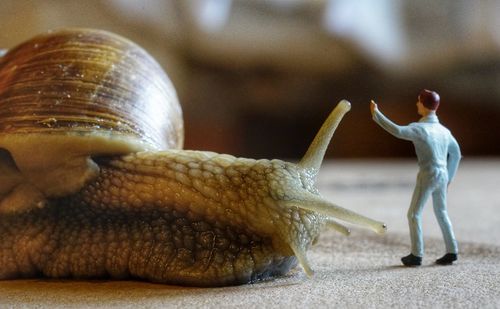 Close-up of snail