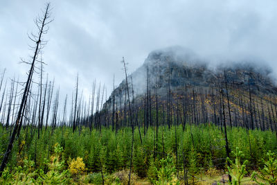 Panoramic shot of pine trees against sky