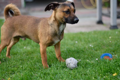 Dog with ball on grass