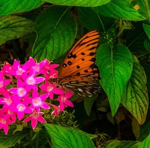 Close-up of butterfly pollinating on pink flower