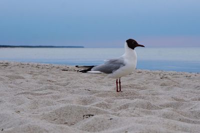 Seagull on beach