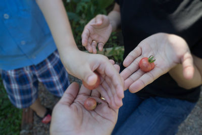 Cropped image of people holding tomatoes