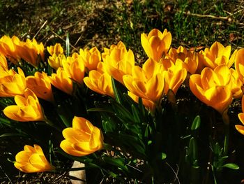 Close-up of yellow flowers blooming outdoors