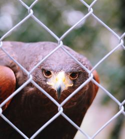 Close-up of bird in cage