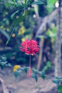 Close-up of pink flower