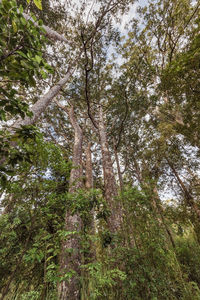 Low angle view of trees in forest