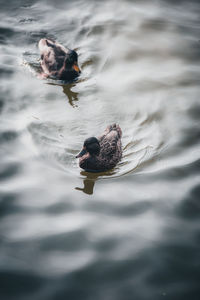 High angle view of duck swimming in lake