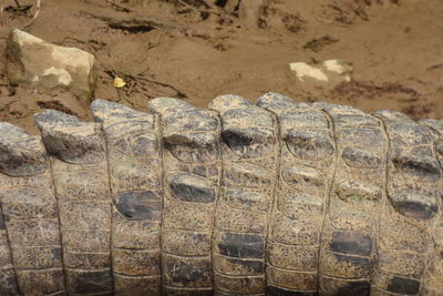 Close-up of animal in zoo