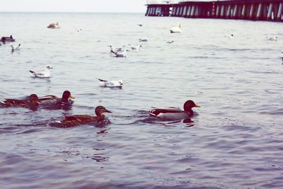 Ducks swimming in sea