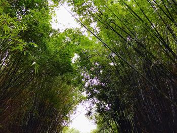 Low angle view of tree in forest