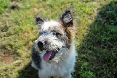 Portrait of dog sticking out tongue on field