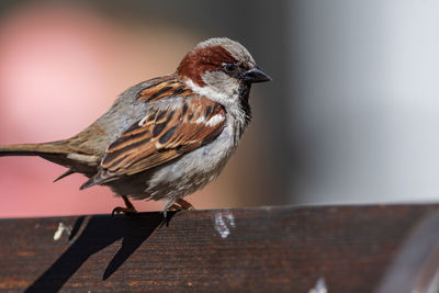 Close-up of sparrow perching on railing