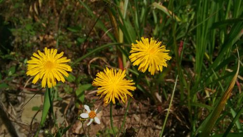 Close-up of yellow flowers blooming on field