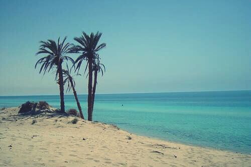 sea, horizon over water, beach, palm tree, water, shore, tranquil scene, tranquility, sand, scenics, beauty in nature, clear sky, nature, sky, idyllic, tree, blue, coastline, vacations, copy space