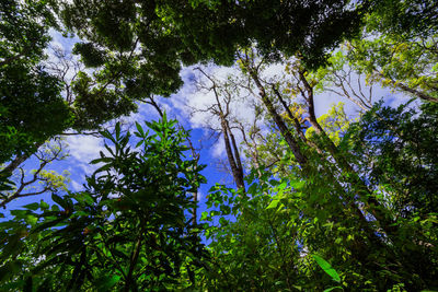 Low angle view of trees in forest