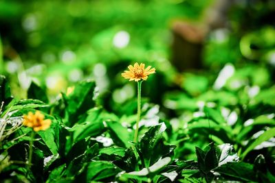 Close-up of flowers blooming outdoors